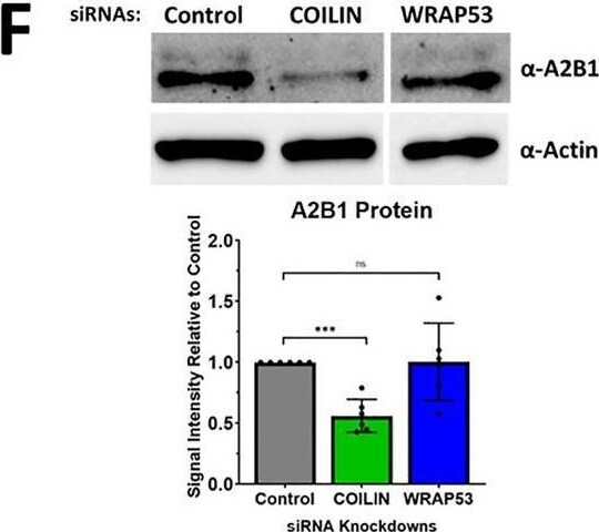 hnRNP A2B1 Antibody (DP3B3) - BSA Free