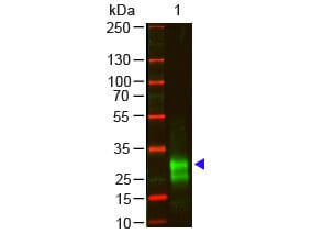 Goat F(ab')2 anti-Rabbit IgG F(ab')2 Secondary Antibody (Pre-adsorbed)