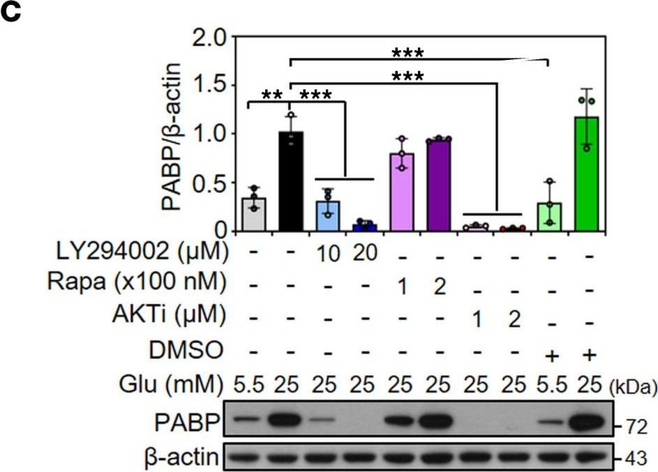 PABP Antibody (10E10) - BSA Free