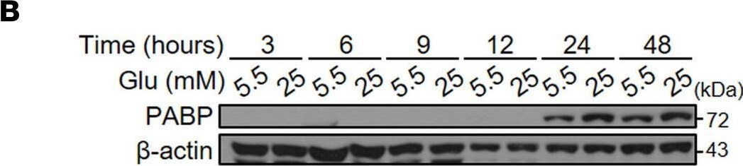 PABP Antibody (10E10) - BSA Free