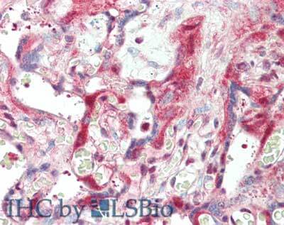 Laminin beta 1 Antibody