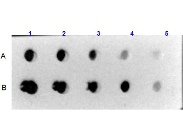 Collagen VI Antibody - BSA Free