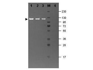 beta Galactosidase Antibody [FITC]