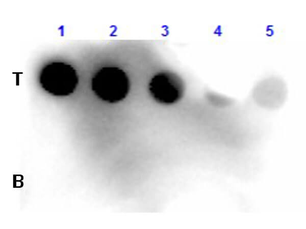 Fluorescein Antibody [HRP]