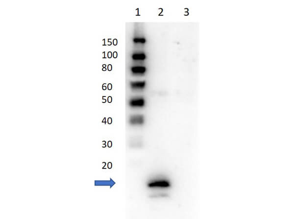 Avidin Antibody