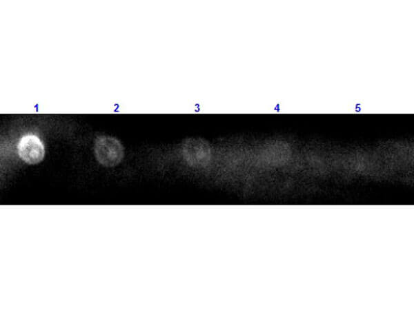 Rabbit anti-Sheep IgG (H+L) Secondary Antibody [Rhodamine]