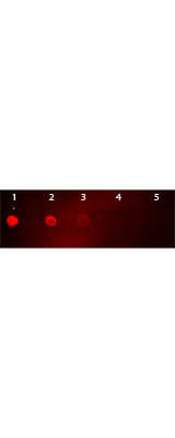 Goat anti-Mouse IgG (H+L) Secondary Antibody [Rhodamine]