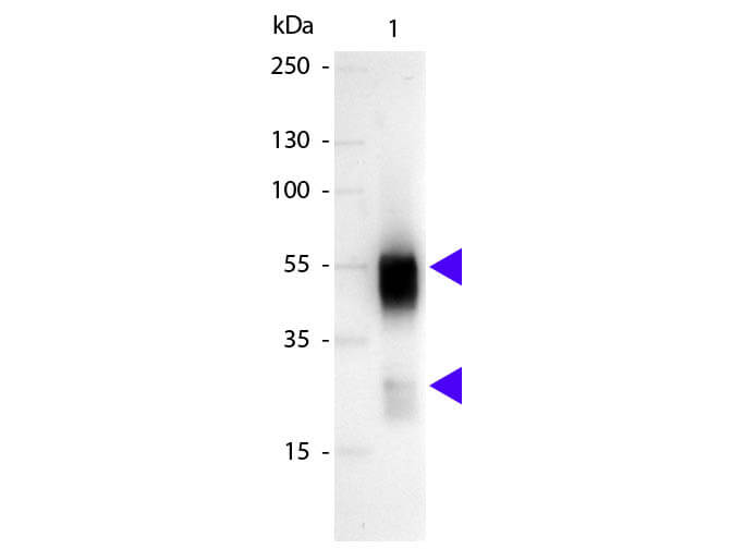 Sheep anti-Rabbit IgG (H+L) Secondary Antibody [Alkaline Phosphatase]
