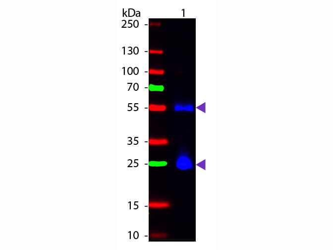 Sheep anti-Mouse IgG (H+L) Secondary Antibody [FITC]
