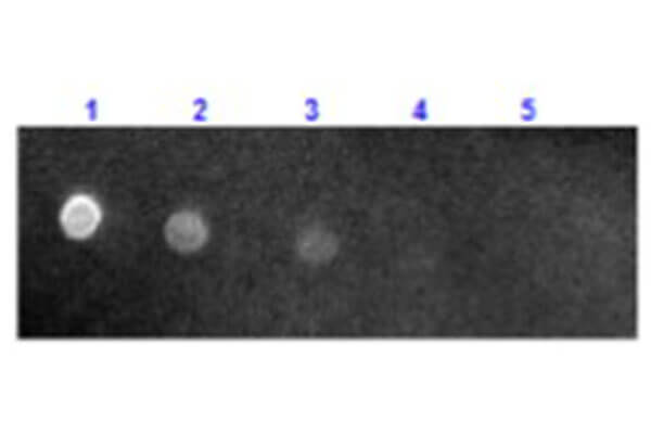 Sheep anti-Mouse IgG (H+L) Secondary Antibody [Texas Red]