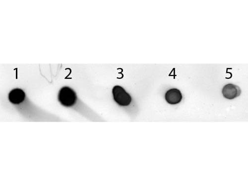 Sheep anti-Mouse IgG (H+L) Secondary Antibody [Alkaline Phosphatase]