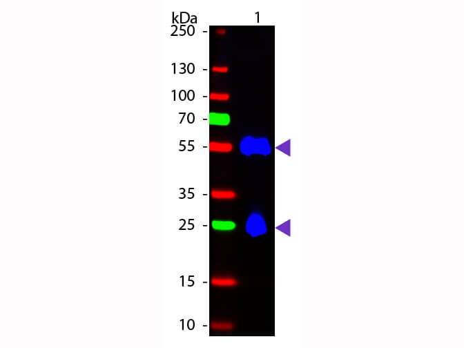 Donkey anti-Mouse IgG (H+L) Secondary Antibody [FITC]