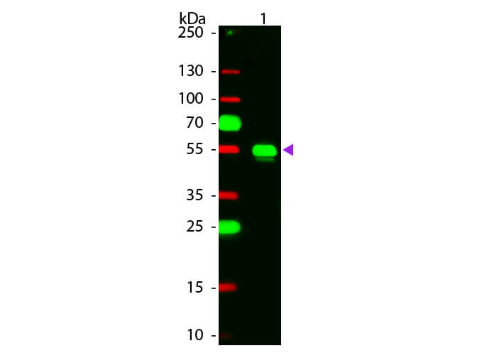 Chicken anti-Rabbit IgG (H+L) Secondary Antibody [Rhodamine]