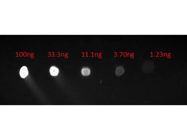 Chicken anti-Human IgG (H+L) Secondary Antibody [FITC]