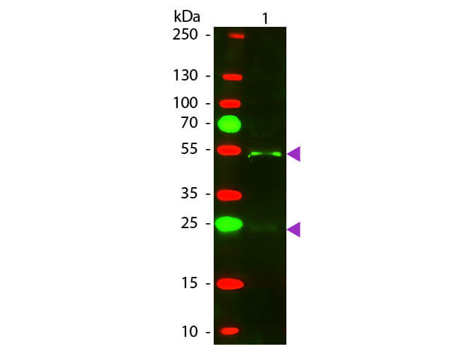 Donkey anti-Goat IgG (H+L) Secondary Antibody [Texas Red] (Pre-adsorbed)