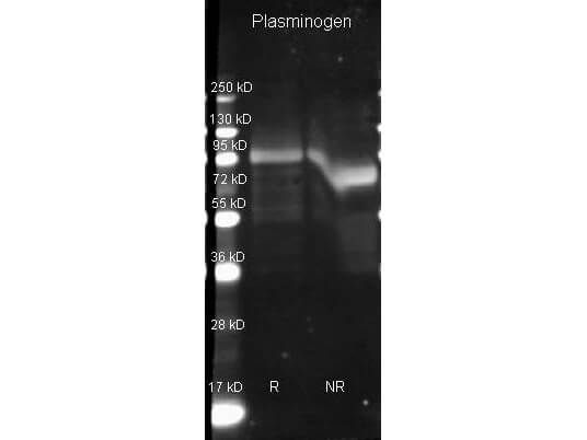 Plasminogen Antibody [Biotin]
