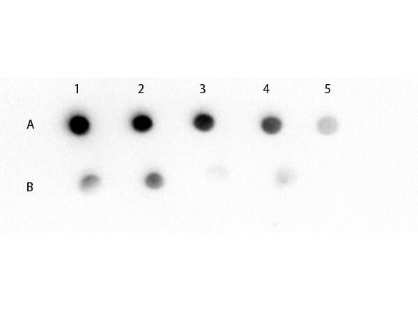 Goat anti-Mouse IgM Heavy Chain Secondary Antibody