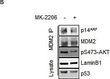 p14ARF/CDKN2A Antibody - BSA Free