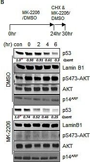 p14ARF/CDKN2A Antibody - BSA Free