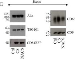 TSG101 Antibody (4A10)