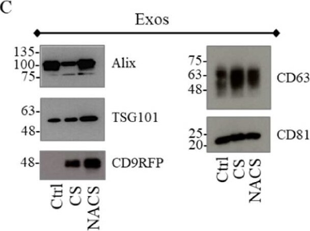 TSG101 Antibody (4A10)