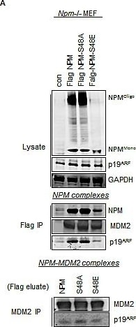 p19ARF/CDKN2A Antibody (5-C3-1) - BSA Free
