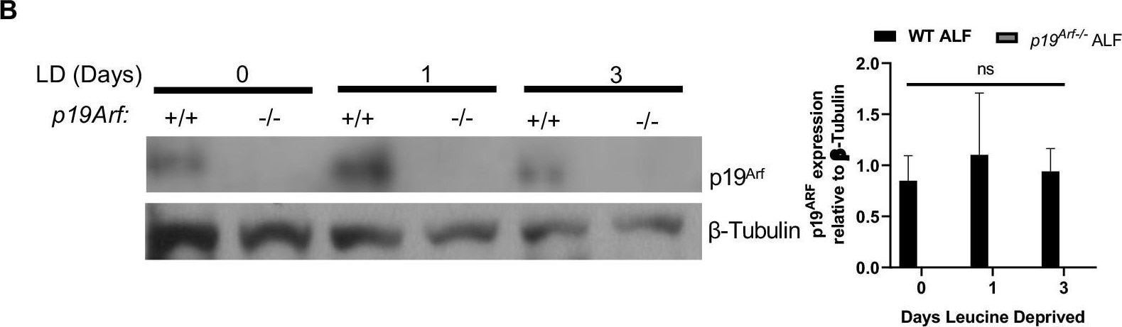 p19ARF/CDKN2A Antibody (5-C3-1) - BSA Free
