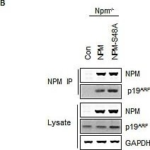 p19ARF/CDKN2A Antibody (5-C3-1) - BSA Free