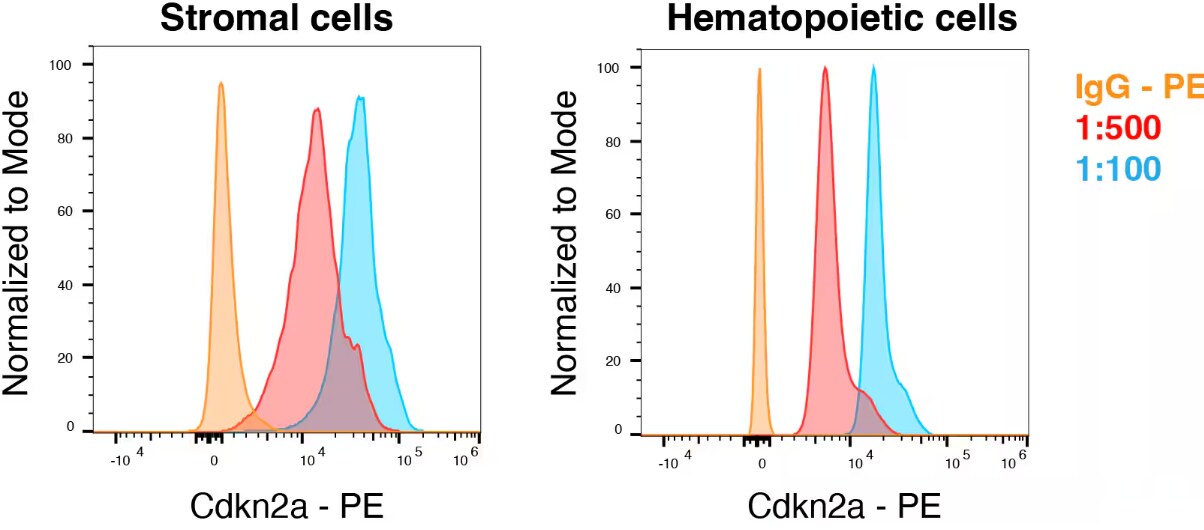p19ARF/CDKN2A Antibody (5-C3-1) [mFluor Violet 610 SE]