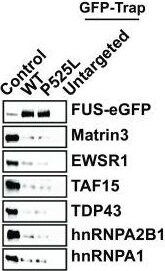 EWSR1 Antibody