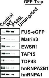 EWSR1 Antibody
