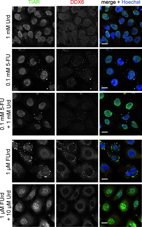 DDX6 Antibody