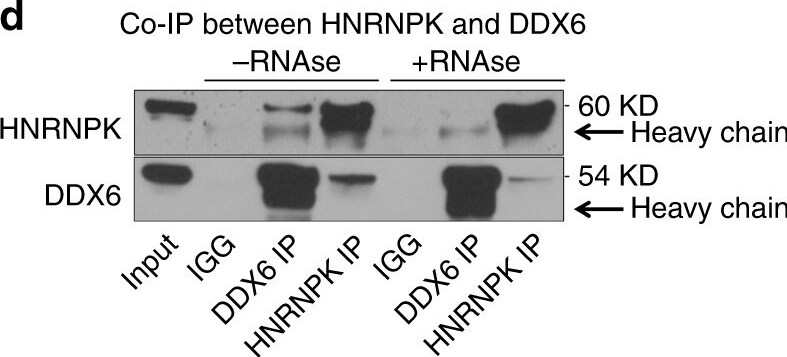 DDX6 Antibody