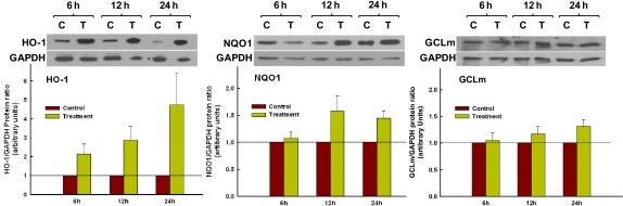 NQO-1 Antibody (A180)