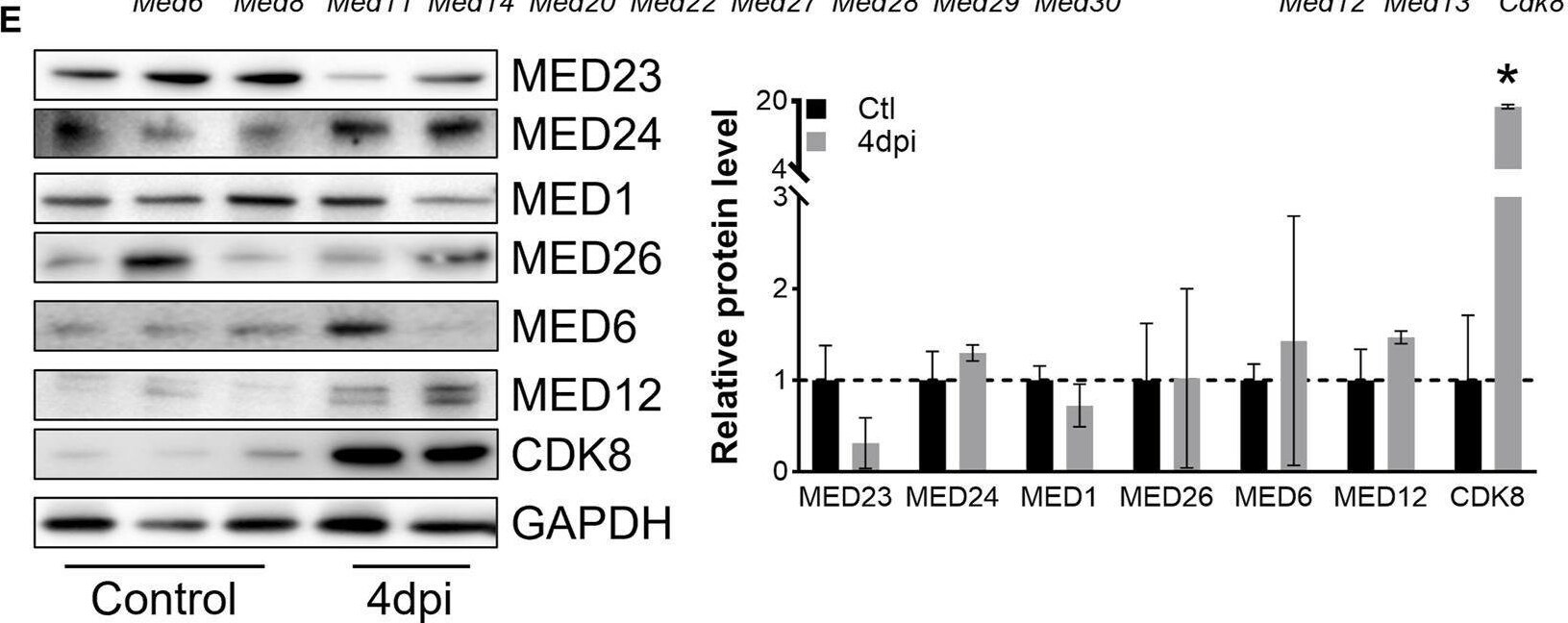 MED23 Antibody - BSA Free