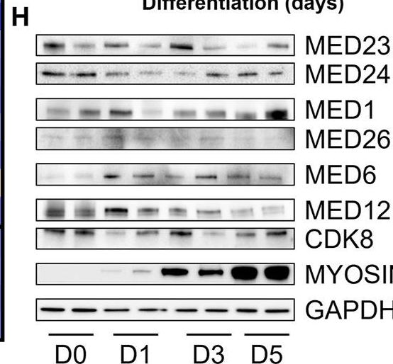 MED23 Antibody - BSA Free