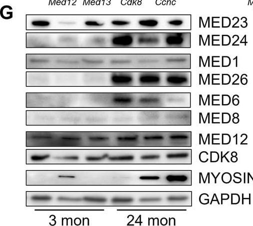 MED23 Antibody - BSA Free