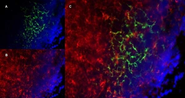 CD8 Antibody (YTS105.18) - BSA Free Immunocytochemistry/ Immunofluorescence: CD8 Antibody (YTS105.18) - BSA Free [NB200-578] -
