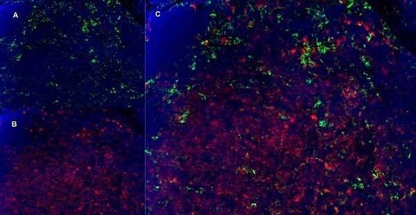 CD8 Antibody (YTS105.18) - BSA Free Immunocytochemistry/ Immunofluorescence: CD8 Antibody (YTS105.18) - BSA Free [NB200-578] -