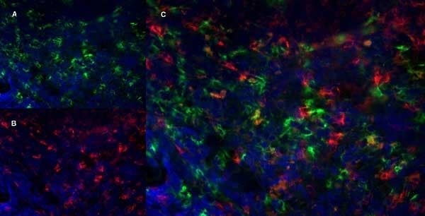 CD8 Antibody (YTS105.18) - BSA Free Immunocytochemistry/ Immunofluorescence: CD8 Antibody (YTS105.18) - BSA Free [NB200-578] -