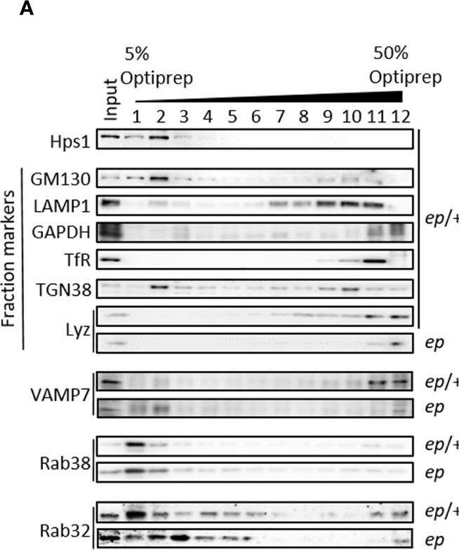 TfR (Transferrin R) Antibody (OX26) - BSA Free