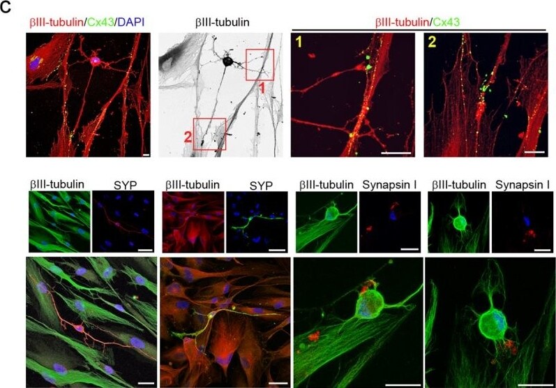 Synapsin I Antibody