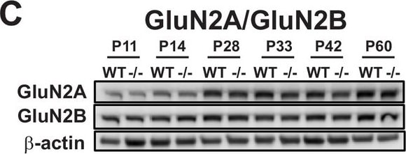 NMDAR2A Antibody