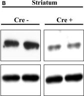 NK1R Antibody - BSA Free