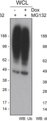 Ubiquitin Antibody (Ubi-1)