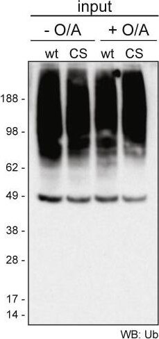 Ubiquitin Antibody (Ubi-1)
