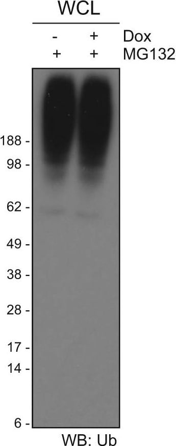 Ubiquitin Antibody (Ubi-1)