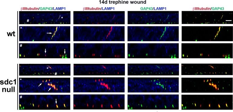 GAP-43 Antibody