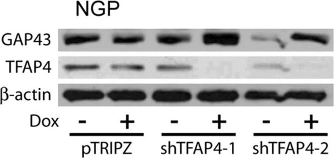 GAP-43 Antibody