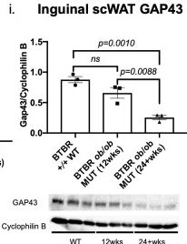 GAP-43 Antibody